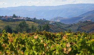 vineyards, Douro Valley, Portugal vineyards, Douro Valley, Portugal